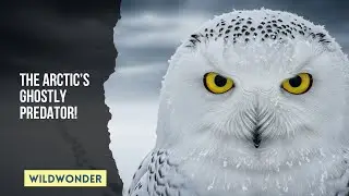 The Owls of the Arctic Tundra #wildlife #nature