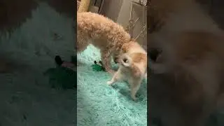 #Shorts ADORABLE Cavachon And American Eskimo PUPPIES PLAYING BEFORE BEDTIME #Dog #cute #puppy
