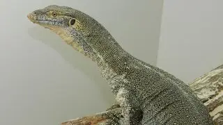 Mertens' Water Monitor - Feeding and Enclosure