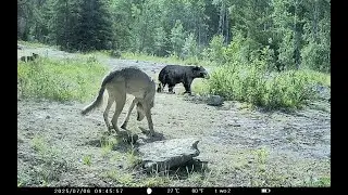 Manitoba's best trail camera videos of 2025