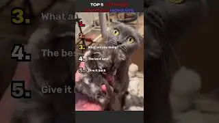 Top 5 Sweetest Cat Mama Moments With Her Kittens 🐱