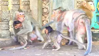 Powerful Monkey Family of Barry and Her Lovely Children