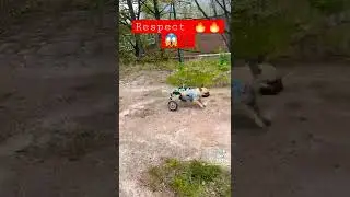 This dog deserves some respect #shorts #viral #dog #respect