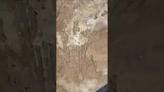 I found a Prehistoric Plant Impression in a River Rock