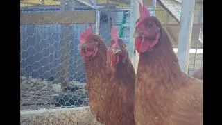 Farm life on the Jones Farm😀