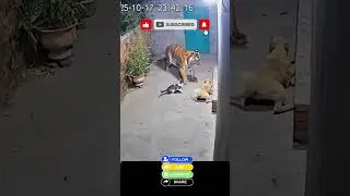 Cat Protects Backyard from Stray Tiger  Viral CCTV Moment! #animals #wildliferescue #funny #wildlife