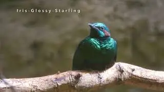 Close-up Iris Glossy-Starling