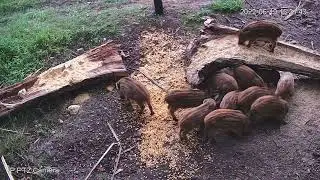 Little boars at Prospektus feeding place