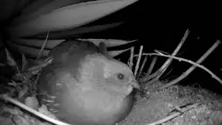 Gambel's Quail nesting in Tucson, Arizona: Night time always vigilant