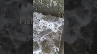 🐟 fishing trap | big fishes hunting & catching by professional fisherman #hookfishing #shorts