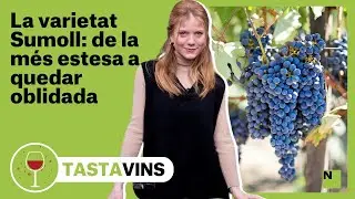La varietat Sumoll: de la m&eacute;s estesa a quedar oblidada | Tastavins - LA GOURMETERIA