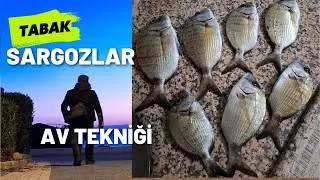 Sargoz Avı  Sargos Fishing  White Seabream