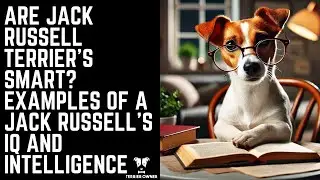 Are Jack Russell Terrier's Smart? Examples of A Jack Russell's IQ and Intelligence