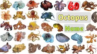 Octopus Vocabulary ll 60 Different Species of Octopus in English With Pictures ll Names of Octopus