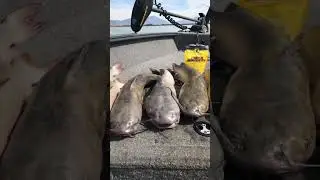 Epic Catfishing Day Using Secret 7 Nuggets Catfish Bait! #shorts