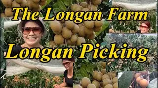 Longan Picking @ The Longan Farm Narangba