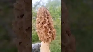 Hidden Treasure of the Himalaya:             #morelmushrooms #guchhimushroom #wildmushrooms