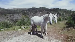Cavalos brancos.