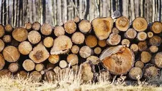 Breeding tougher trees for the forest industry &ndash; Jean Bousquet, Universit&eacute; Laval