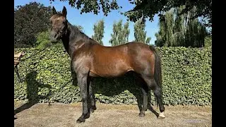 2006 Maple Leaf Trot Mohawk Raceway Peaceful Way ($3,245,055)