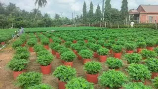 Vạn thọ rồng vàng 09, b1(29/11) #hoakiengbentre #garden #flowers #vantho #hoavantho #hoatet