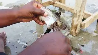 Amazing Fish cutting Skills removing skin using wire cutter / telugu/ fish hunting