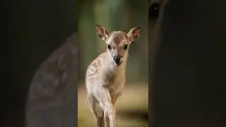 Детёныш из мультфильма Бэмби 