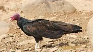 Wildife of Arizona