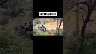 Tiger Attack Tourist | Joju Wildjunket #shorts #tiger #joju_wildjunket