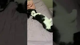 Charlie messing with Bella
