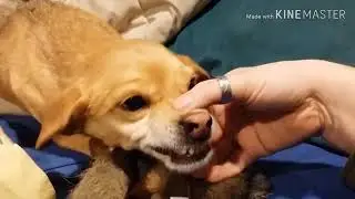 Funny Cute to Evil dog video playing SHADY FOREVER PUPPY-sRuOHWW05G4.mp4