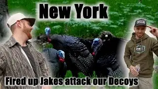 New York Turkey Hunting - Fired Up BIRDS ATTACK the Decoy