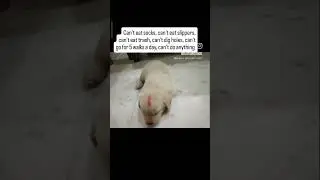 #funny #christmas #labrador ###love #makarsankranti #lohri #festival #seasideliving #weather