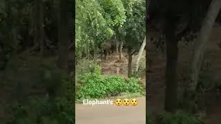 Elephants 🐘 🐘 🐘