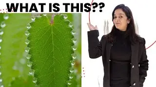 What is Guttation?? || Hydathodes