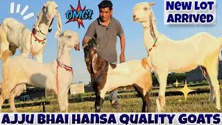 Hansa jamunapari 'Коллекция Кота, звоните быстро ☎️ в ajju bhai #hansagoats