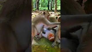Breaking Time Monkeys, @5starmonkeys , #monkey, #monkeysr, #babyanimal #babymonkey, #wildlife