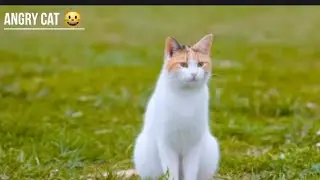 Wow “ wonderful little kitty 🐱 