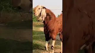 Only for Gujri Lovers #shorts #reels #Youtubeshorts #Goatlovers #GujriGoatLovers