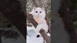 Blue eyes ragdoll cat ❤️😍🔥