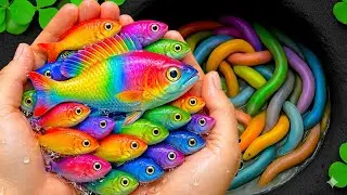Catch Freshwater Aquarium Fish, Beautifull Rainbow Fish In Small Pond, Turtle, Goldfish, Molly Fish