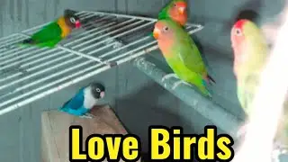 Love birds