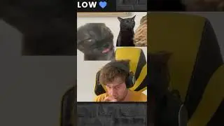 twitch: sdeekx #meme #мем #политика #история #twitch #твич #рек #fyp