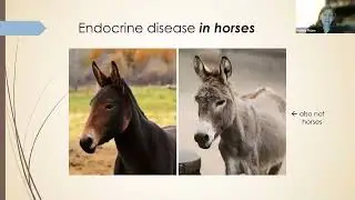 Pituitary pars intermedia dysfunction (PPID) in the horse with Dr. Kristen Thane