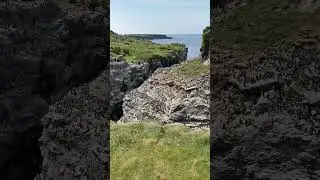 Huge Guillemot colony on Isle of Lunga, Scotland. Very noisy birds but was also VERY smelly too