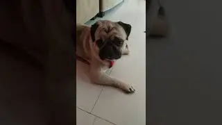 my social media #pug #pets #puglife