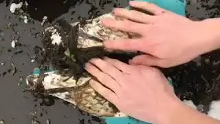 SI TI PASTRONI KEPUCET TUAJA PER 1 MIN