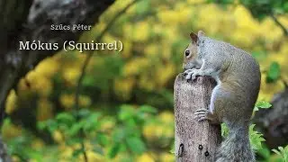M&oacute;kus (Squirrel)