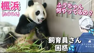 【パンダアイドル楓浜】バックヤードへ一歩入りやっぱり辞めた！自由すぎる🐼の不思議行動💦