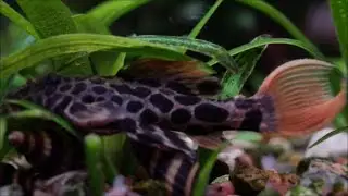 227. L600 Pseudacanthicus leopardus.